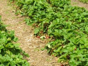 ripe-organic-strawberries-2-1392511-m