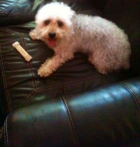 bichon-1429568-m
