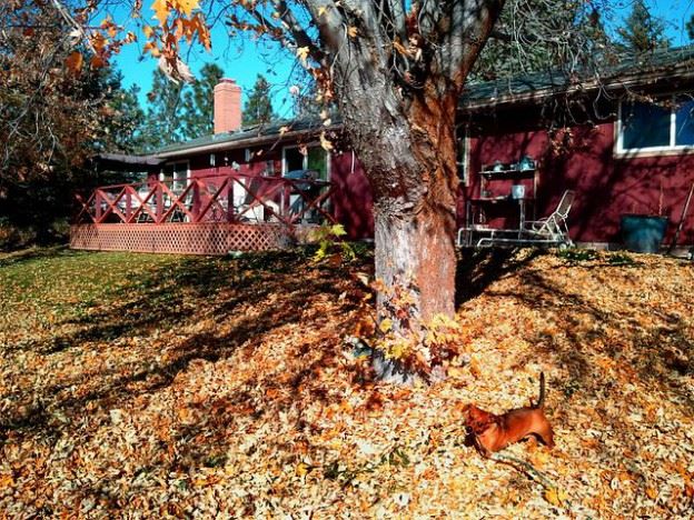 Yard Waste Removal with Junk King Dayton