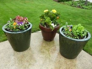 flowers-248822_960_720