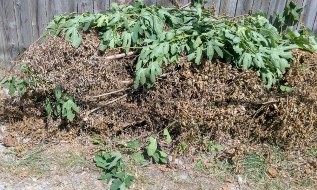 How Junk Kingâ€™s Yard Waste Removal Services Can Help You Manage Seasonal Cleanups