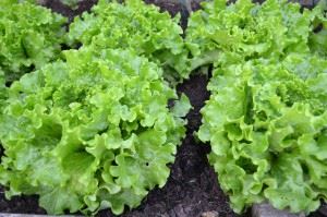 green-salad-1533956_1280