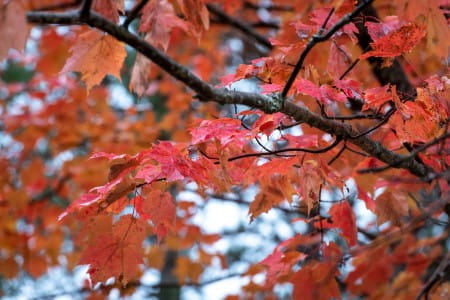The Best Way to Deal with Leaves this Fall in Riverside