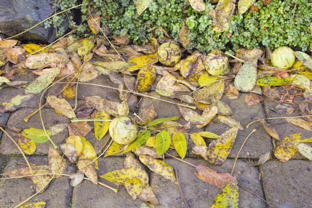 san diego yard debris removal