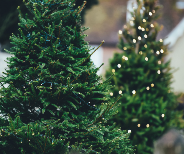 christmas tree waste