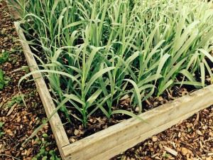 garlic-416030_1280